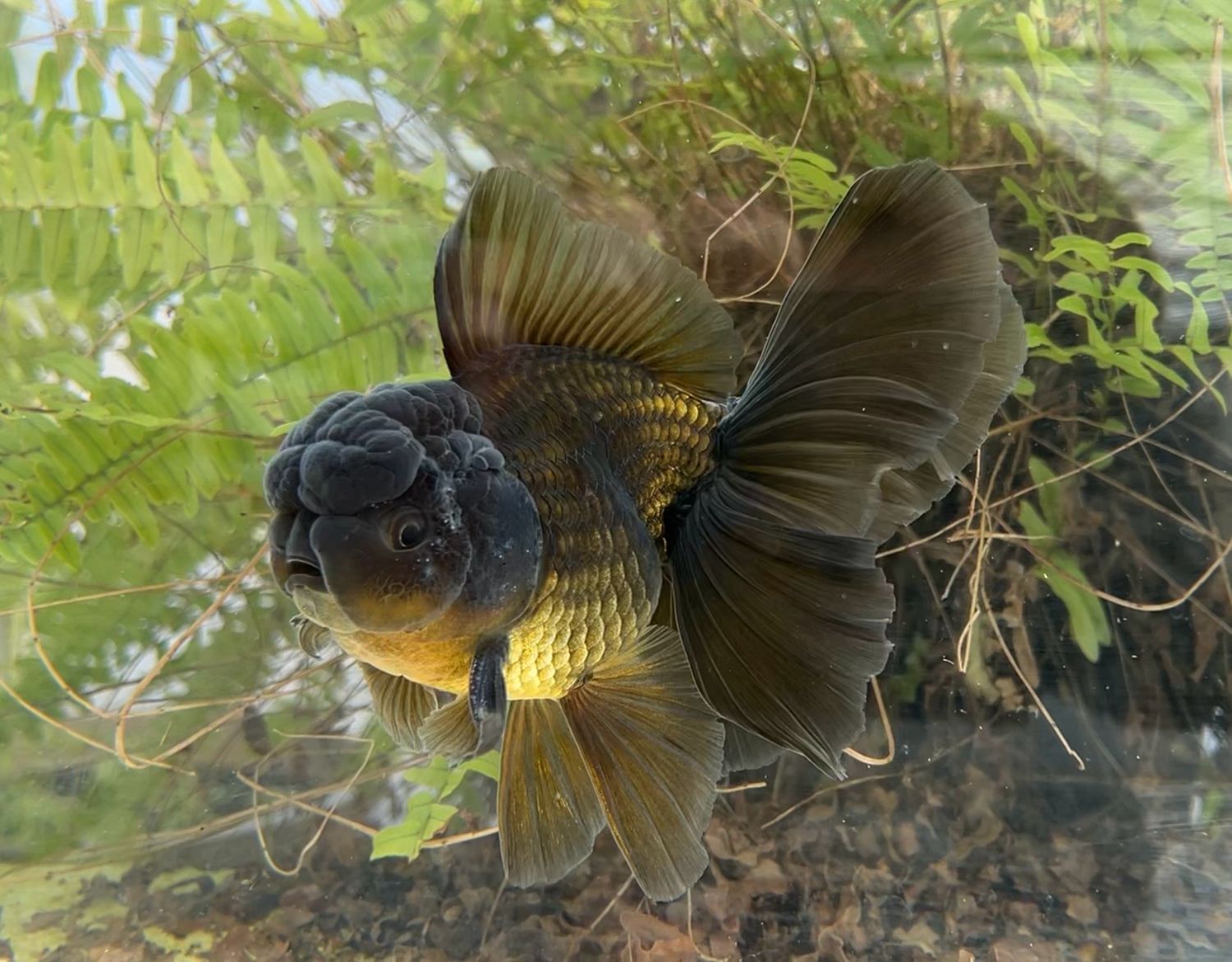 Black Rosetail Oranda (M, 6.25”) - Free Shipping