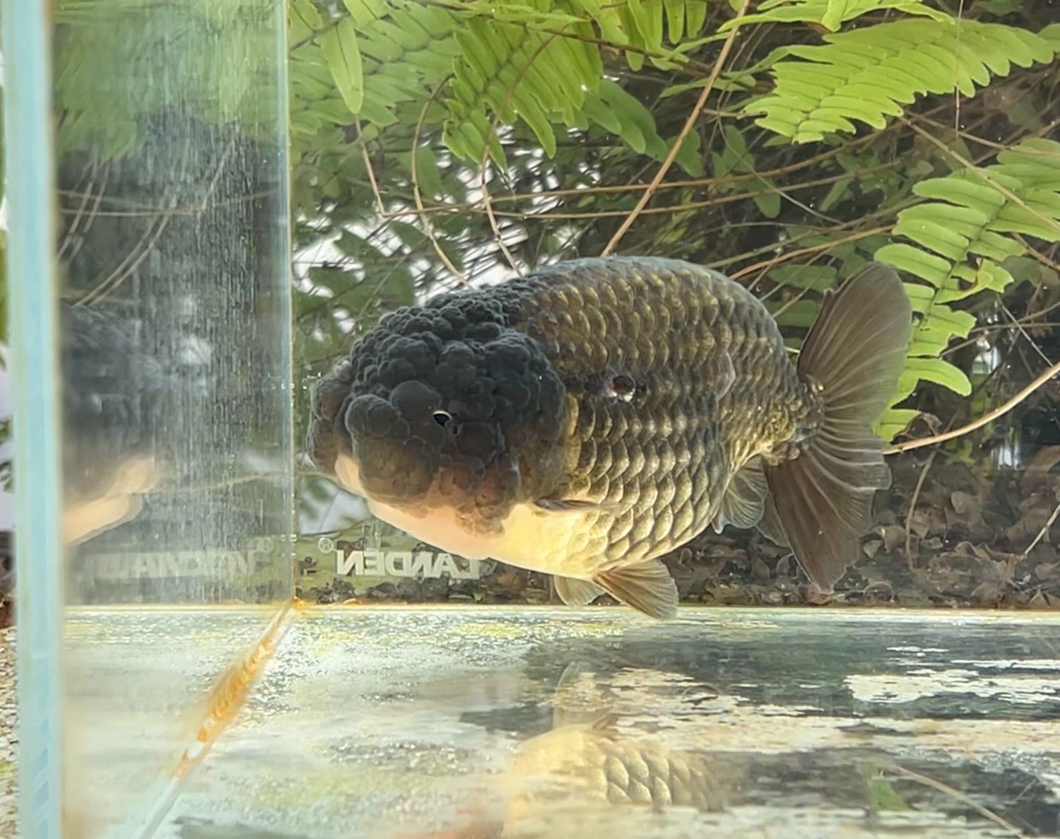 Bronze Yuanbao Ranchu (M, 5”) - Free Shipping