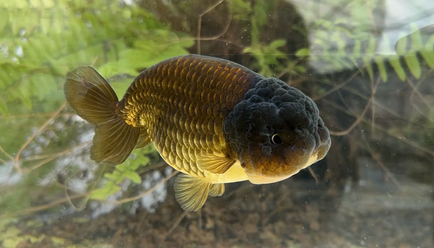 Black Yuanbao Ranchu (M, 4.5”) - Free Shipping