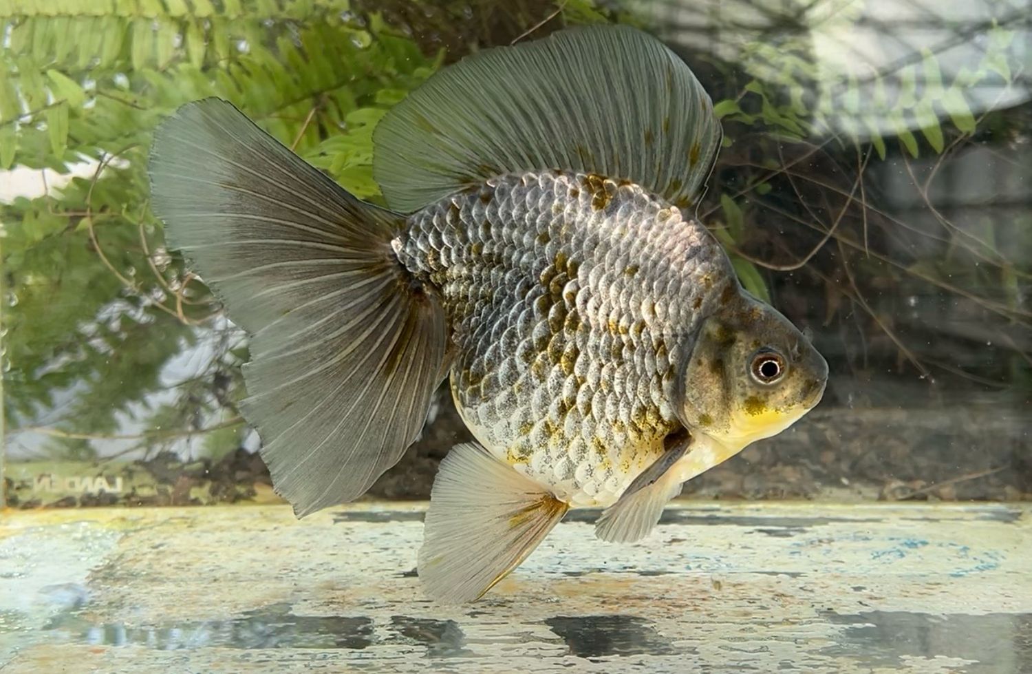 Blue Broadtail Ryukin (M, 6.75”) - Free Shipping