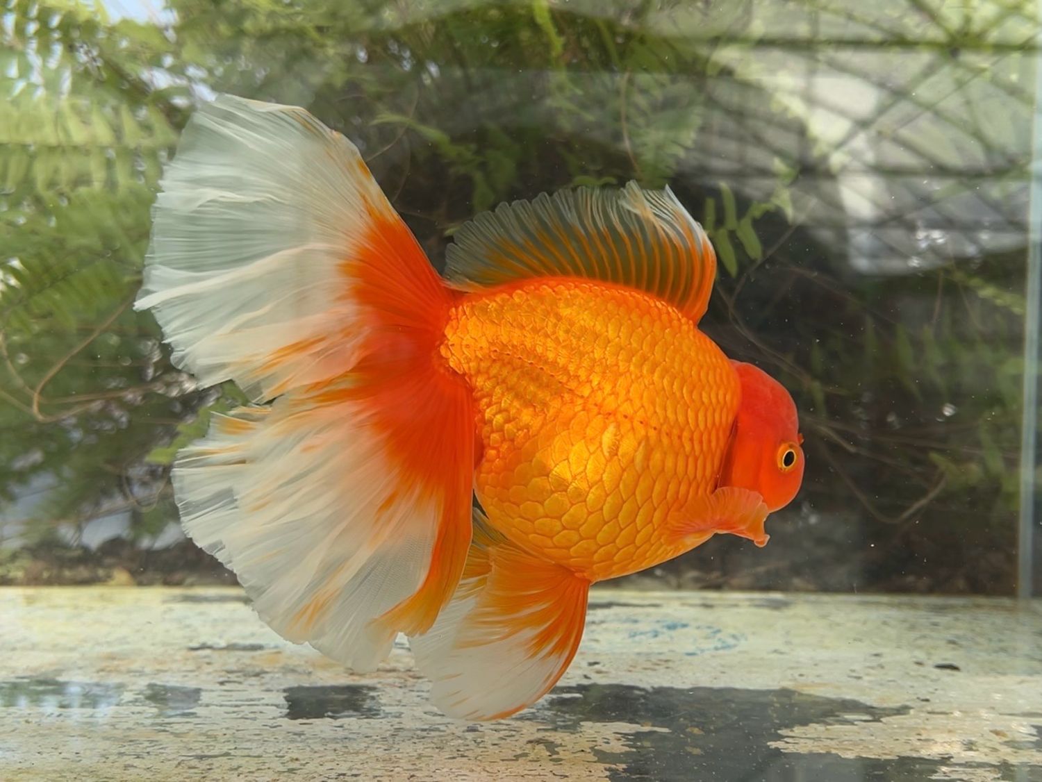 Red Peonytail Oranda (M, 7”) - Free Shipping