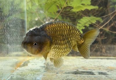 Zhao's Fancies Online Goldfish Shop