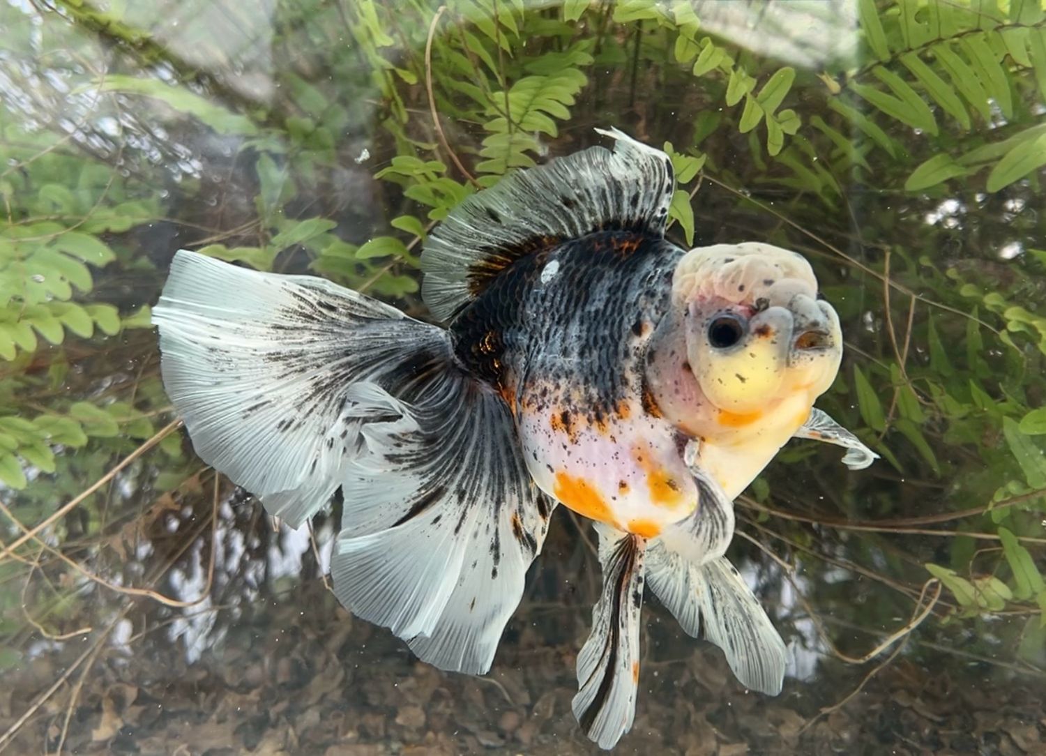 Kirin Rosetail Oranda (M, 6.25”) - Free Shipping