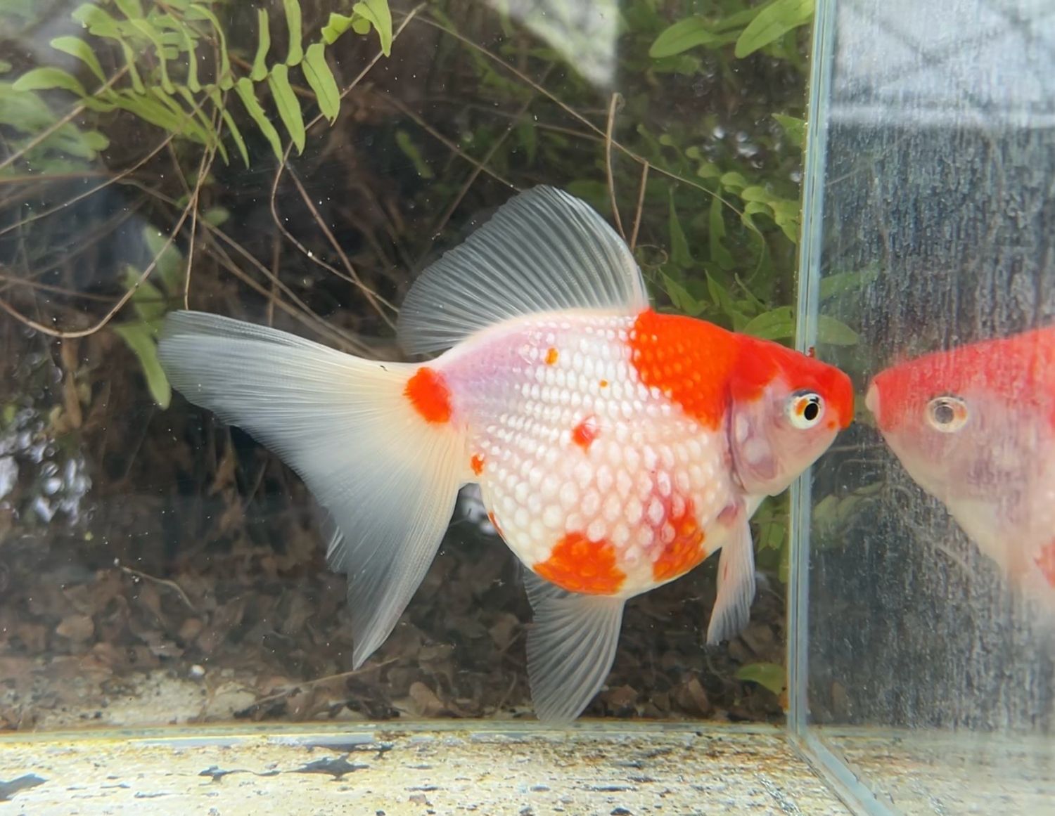 Red And White Mousehead Pearlscale (F, 5”) - Free Shipping