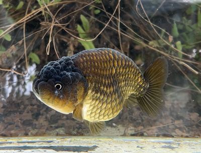 Zhao's Fancies Online Goldfish Shop