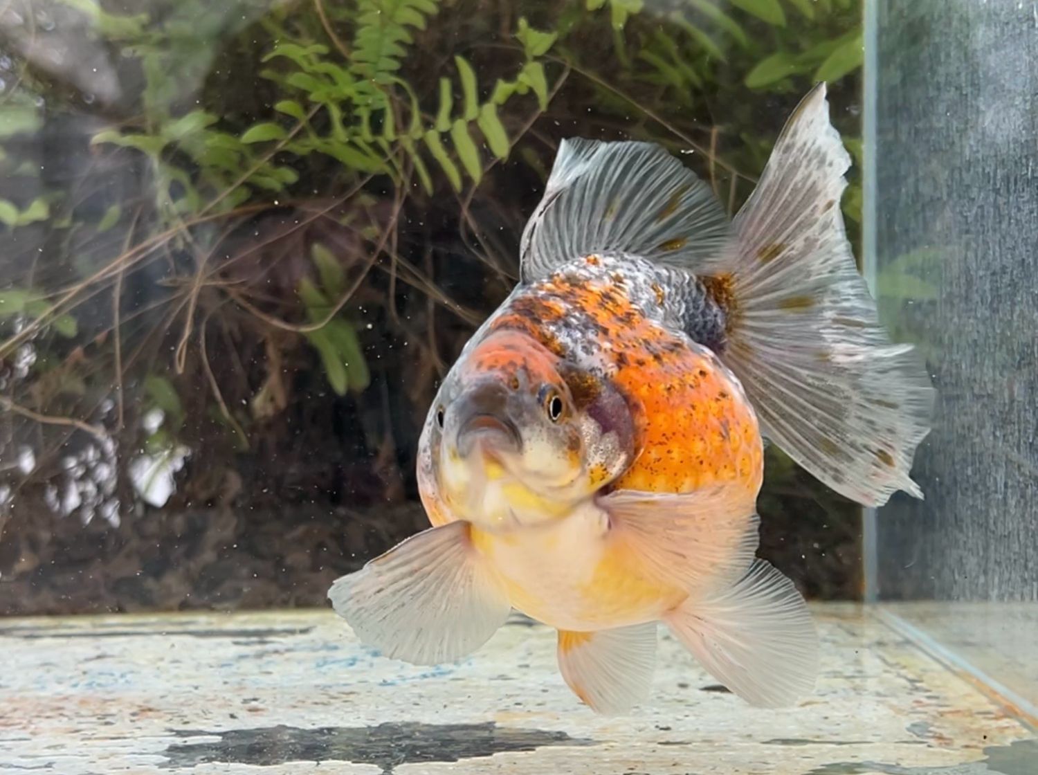 Calico Mousehead Pearlscale (M, 5.5”) - Free Shipping