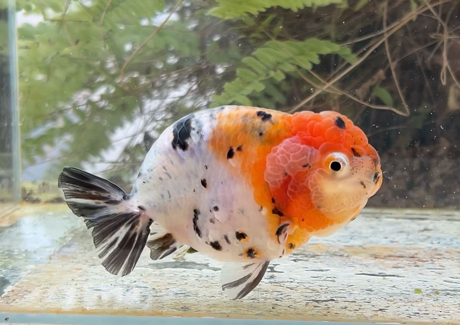 Calico Yuanbao Ranchu (M, 4.25”) - Free Shipping