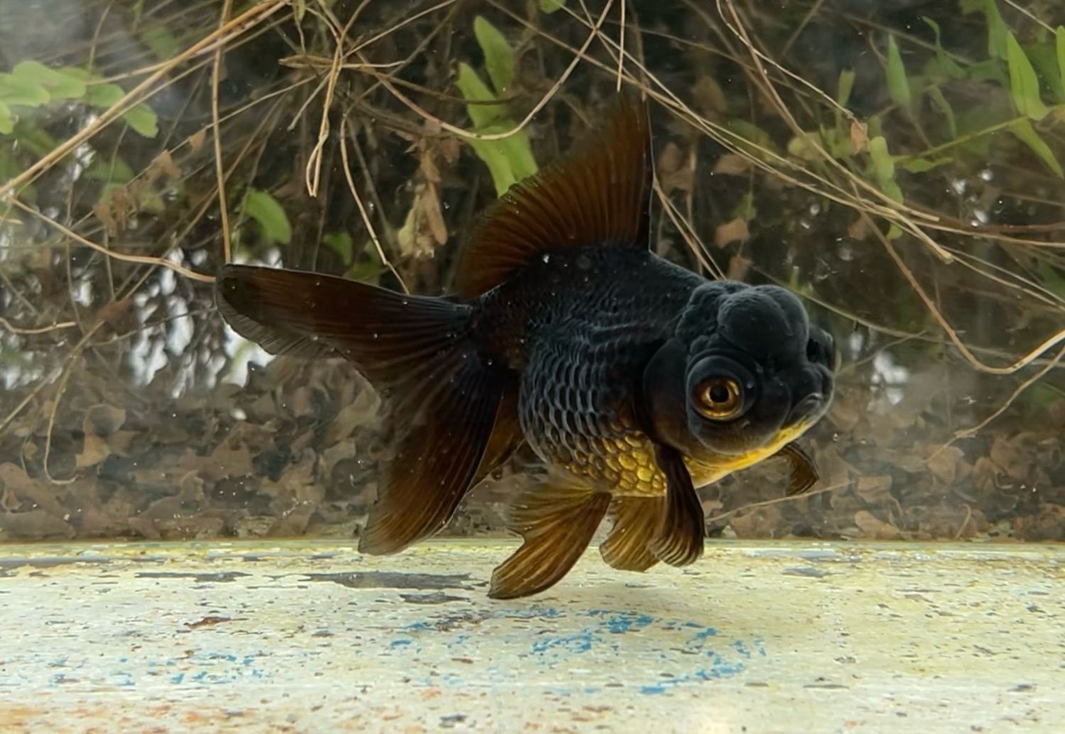 Black Crown Pearlscale Doll (F, 5”) - Free Shipping