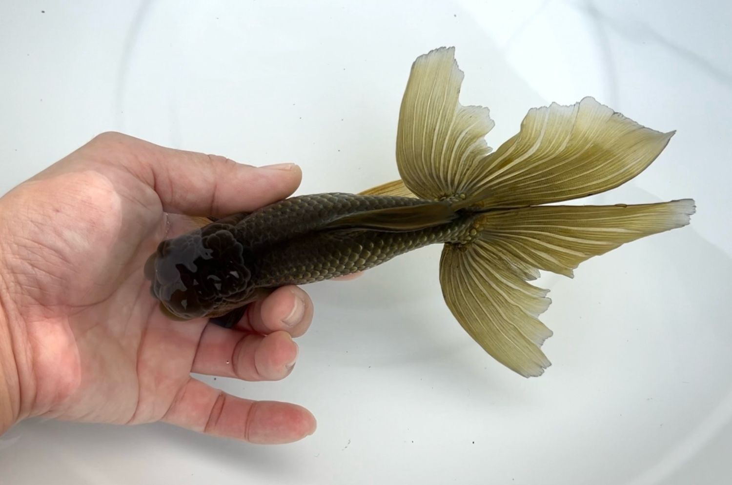 Azumanishiki (M, 6.75”) - Free Shipping