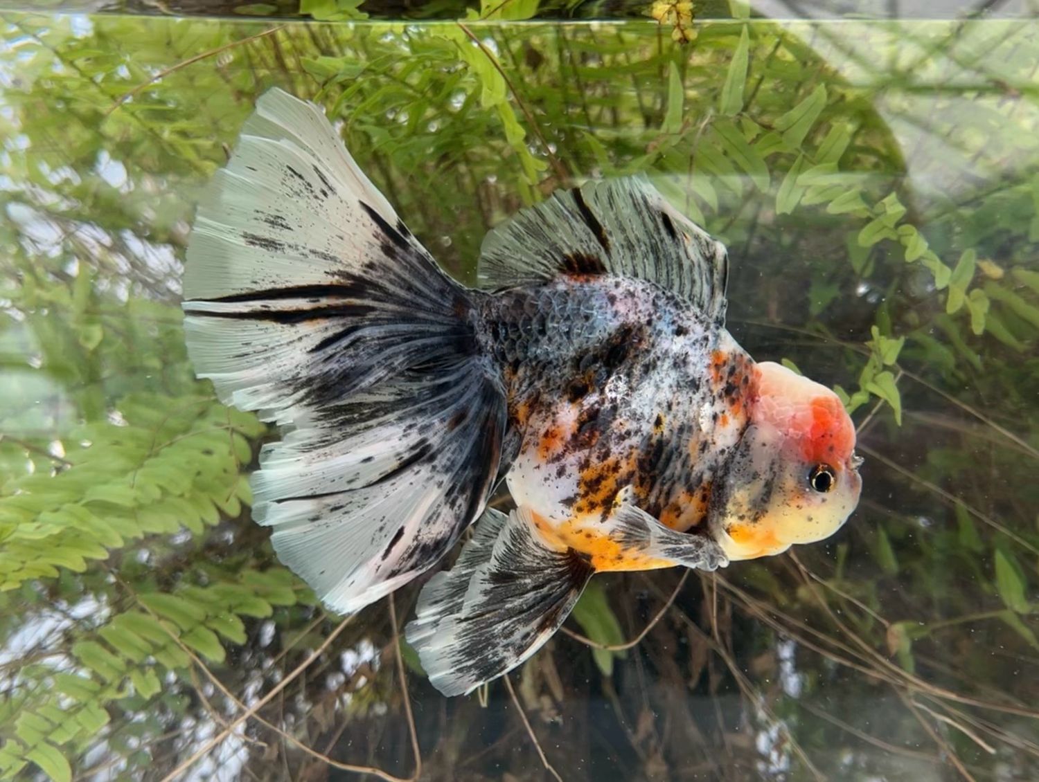 Kirin Rosetail Oranda (M, 7”) - Free Shipping