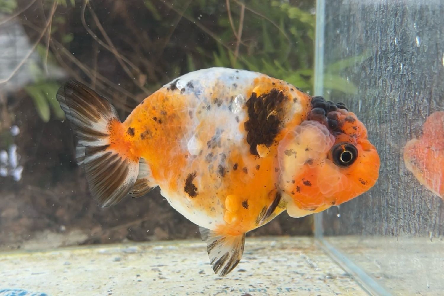 Calico Yuanbao Ranchu (F, 4”) - Free Shipping