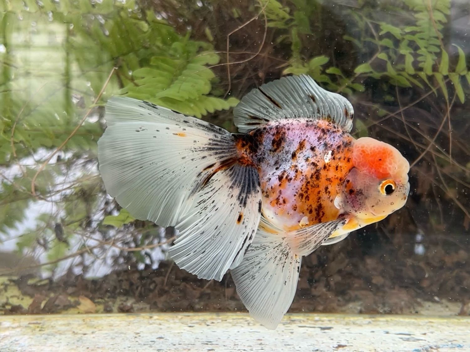 Calico Rosetail Oranda (M, 5.25”) - Free Shipping