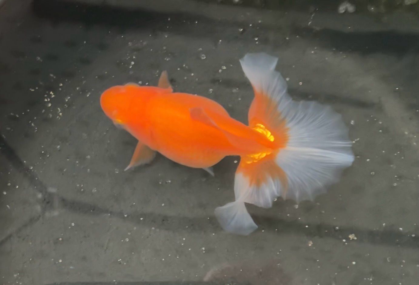 Red Tosakin (3.75”) - Free Shipping