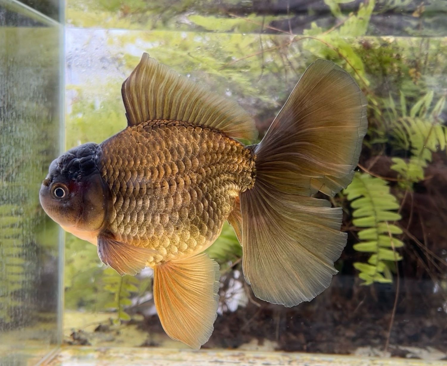 Bronze Rosetail Oranda (M, 7”) - Free Shipping