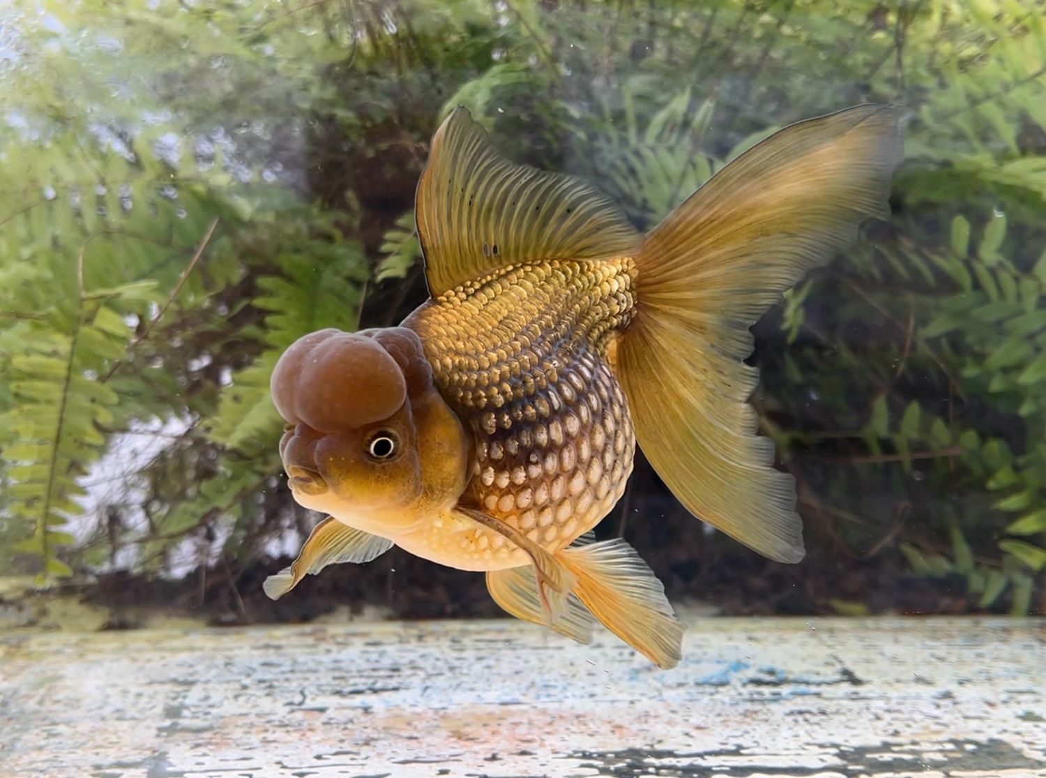 Bronze Crown Pearlscale (M, 7”) - Free Shipping