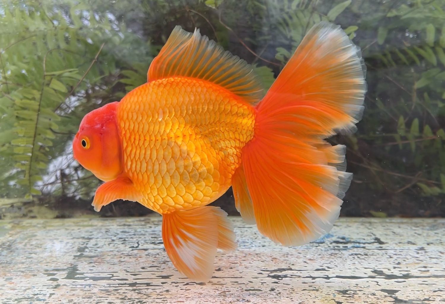 Red Peonytail Oranda (M, 7.5”) - Free Shipping