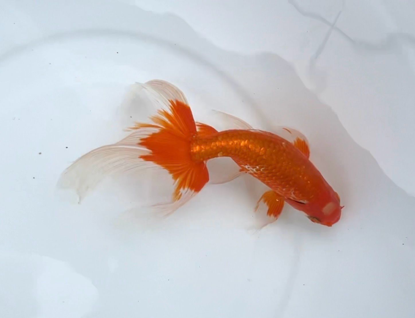 Tsugaru Nishiki (M, 6”) - Free Shipping