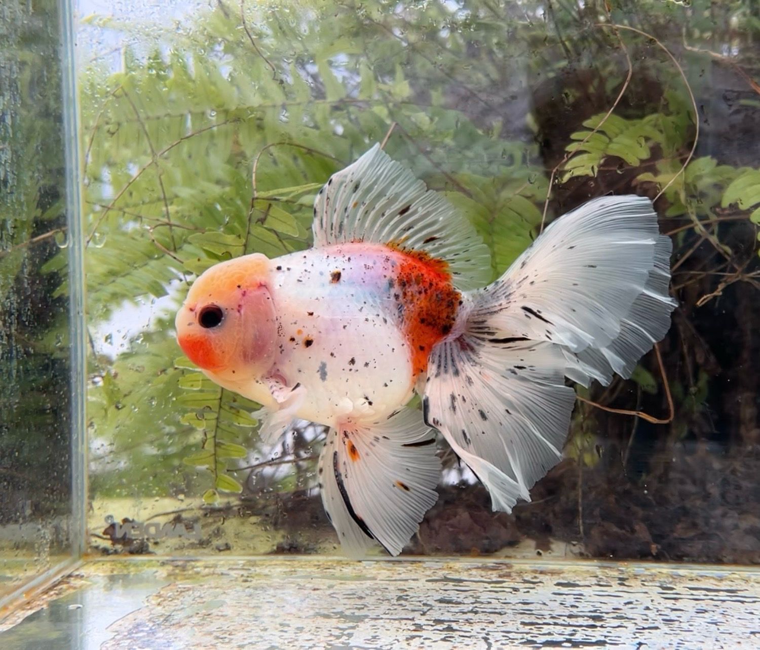 Calico Rosetail Oranda (M, 6”) - Free Shipping