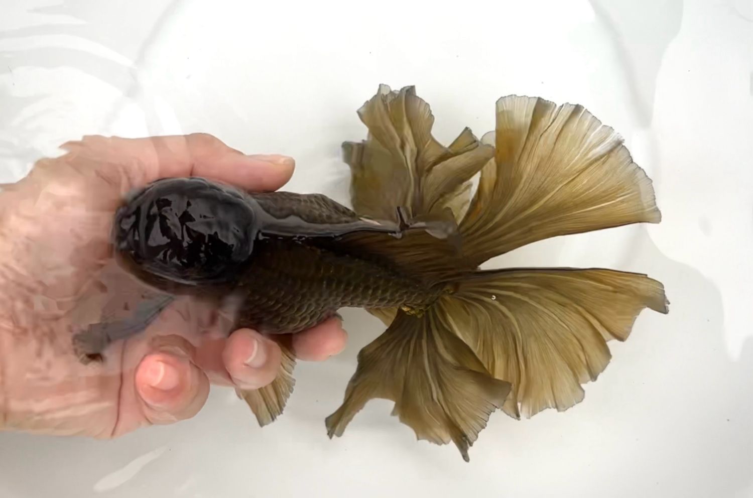 Bronze Rosetail Oranda (M, 6.75”) - Free Shipping