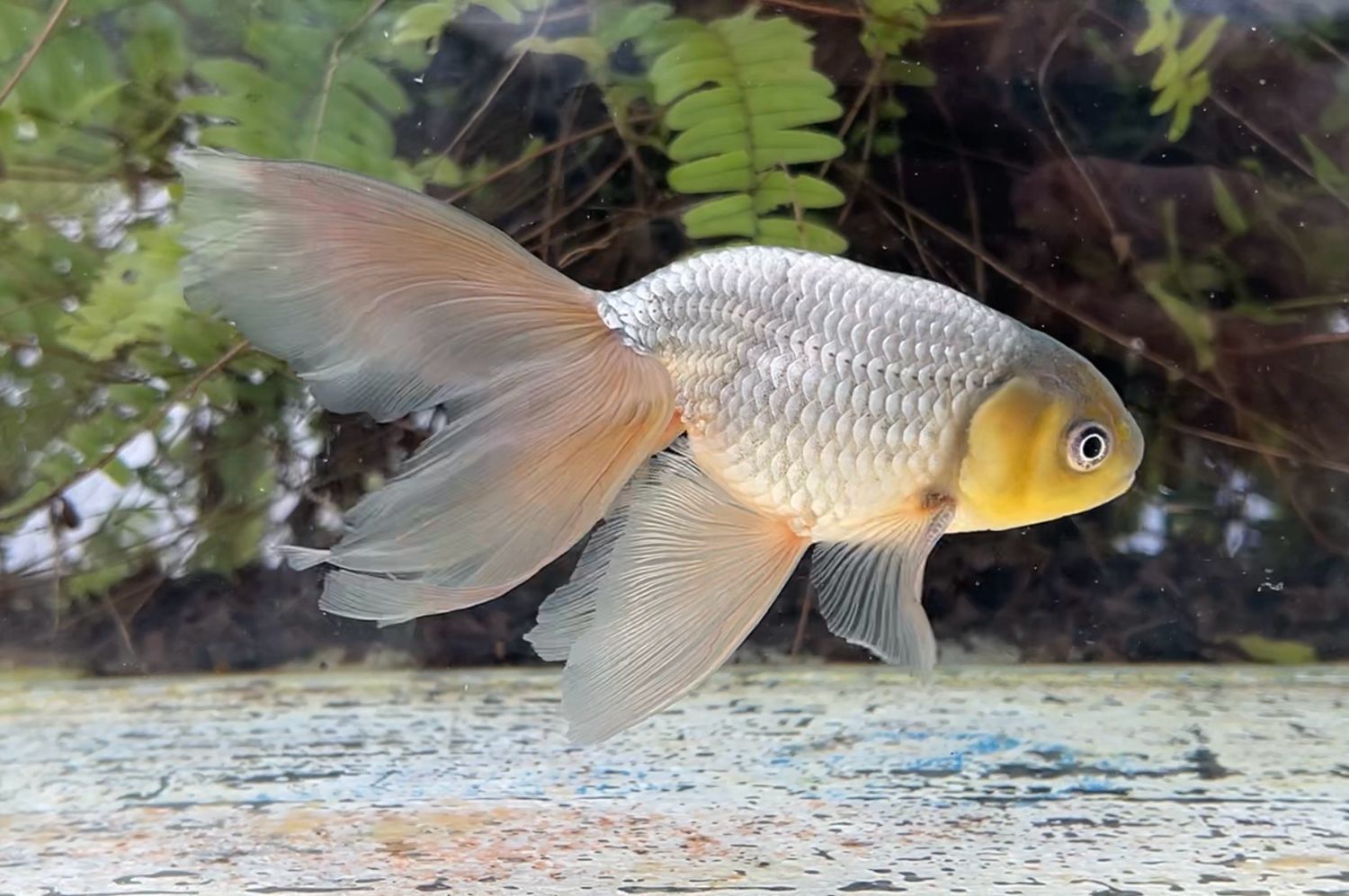 Blue Egg Phoenix (M, 6.25”) - Free Shipping