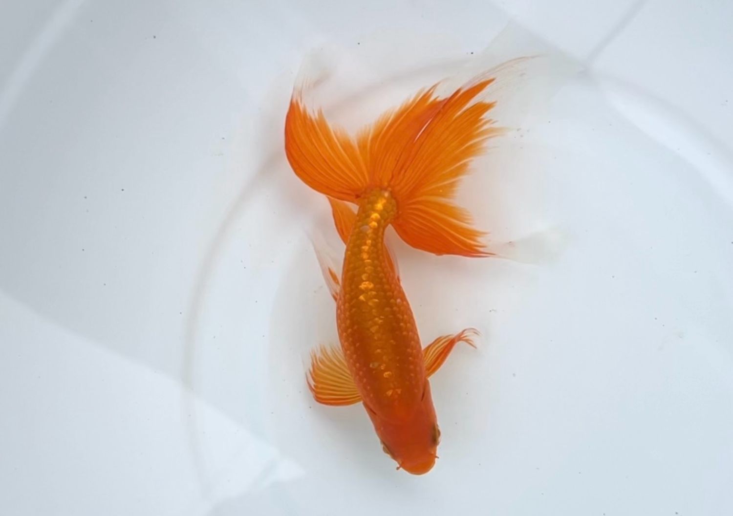 Tusgaru Nishiki (M, 6”) - Free Shipping