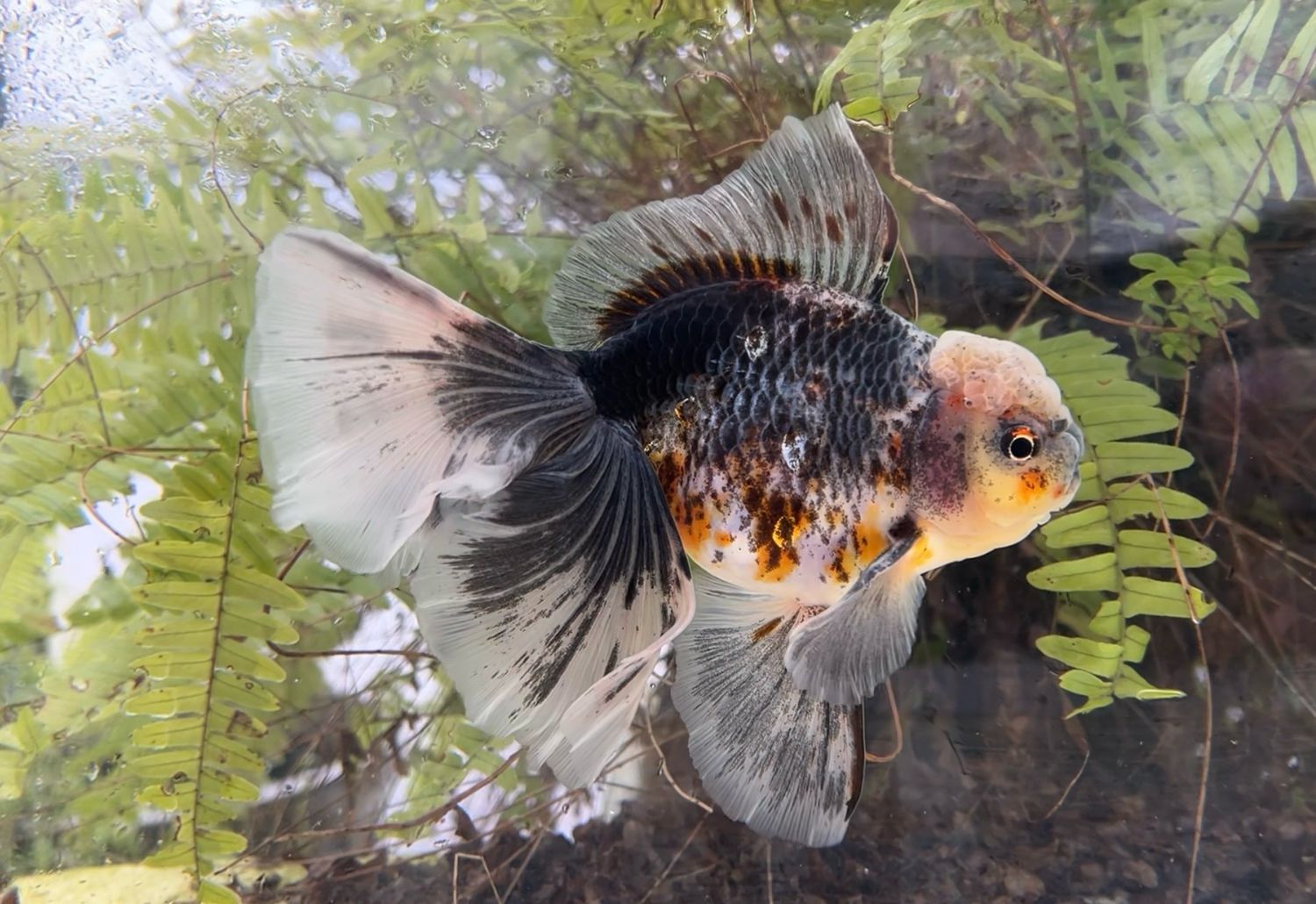 Kirin Rosetail Oranda (M, 6.75”) - Free Shipping