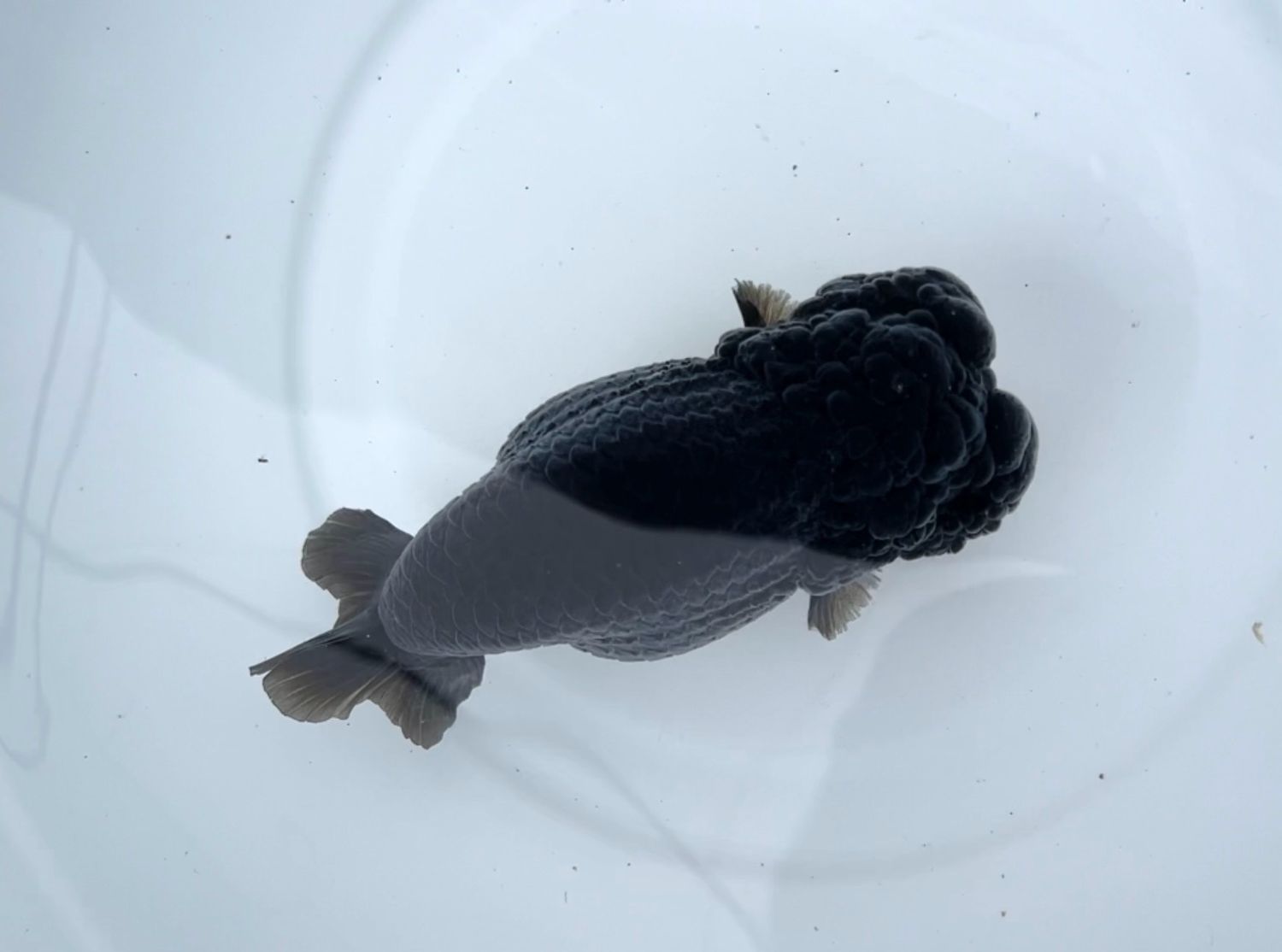 Black Yuanbao Ranchu (M, 5.25”) - Free Shipping