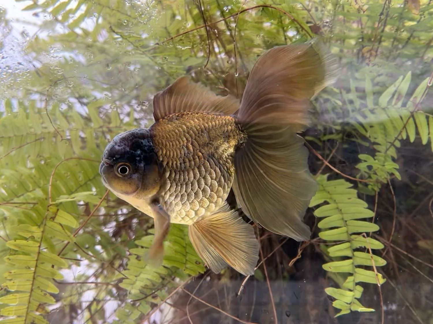 Bronze Rosetail Oranda (M, 5.75”) - Free Shipping