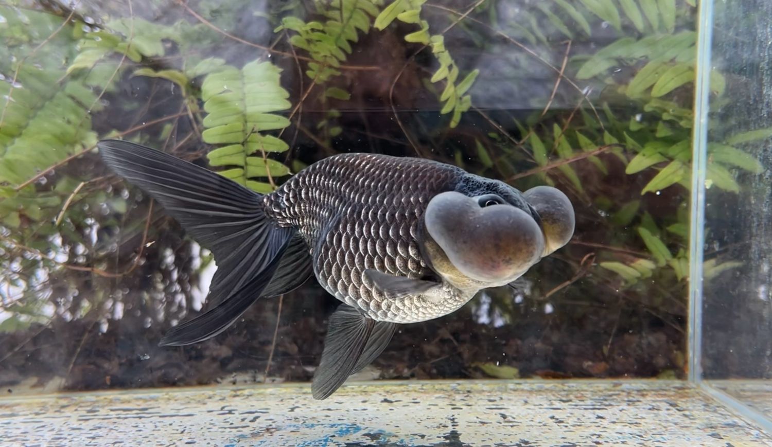 Blue Bubbleeye (F, 6.25”) - Free Shipping