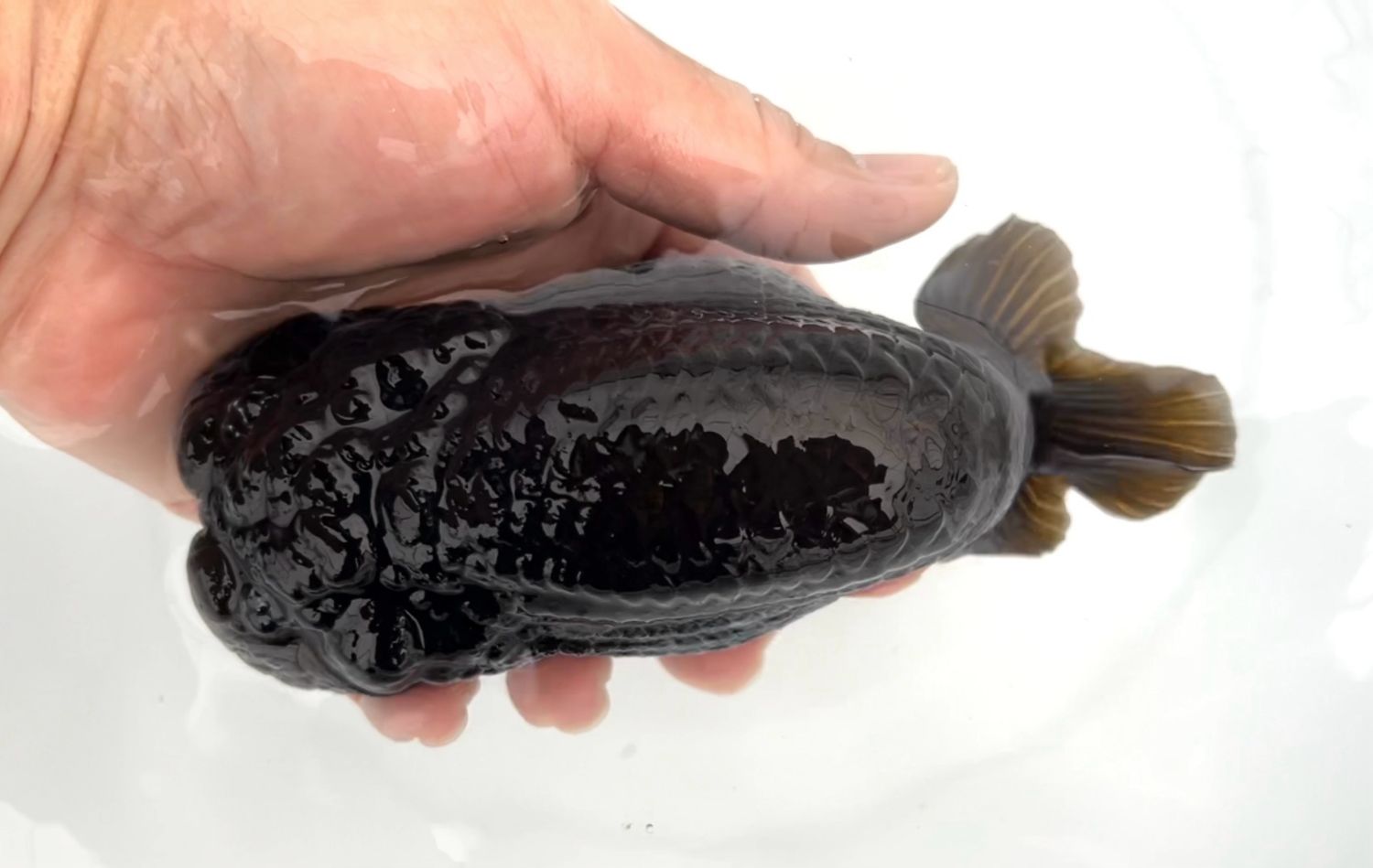 Black Yuanbao Ranchu (M, 5”) - Free Shipping