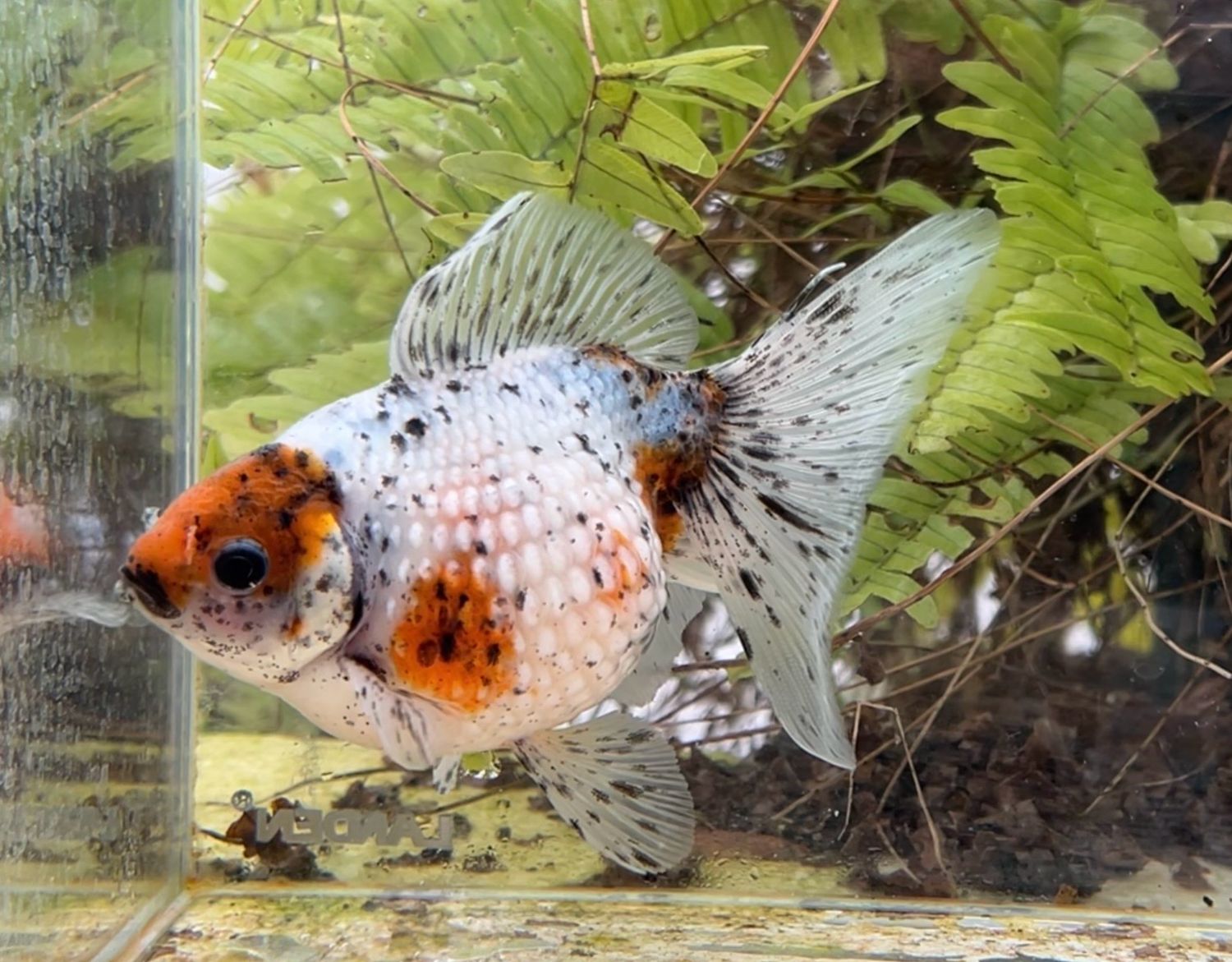 Calico Mousehead Pearlscale (F, 5.25”) - Free Shipping