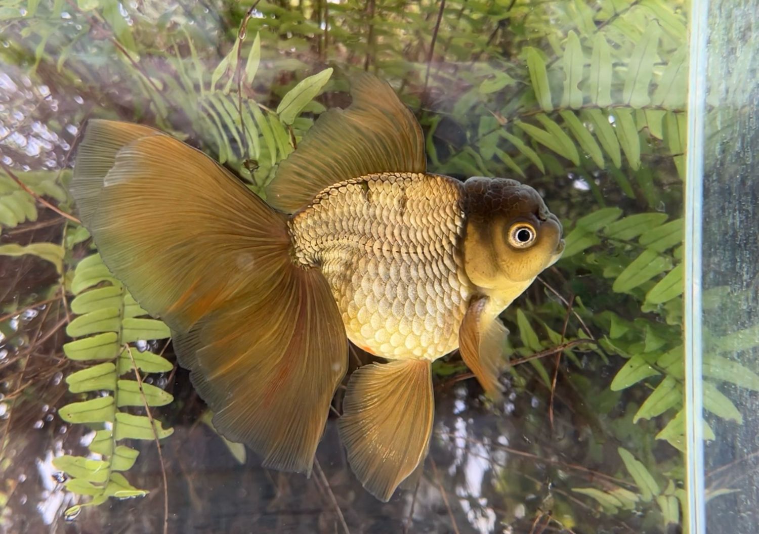 Bronze Rosetail Oranda (M, 5.75”) - Free Shipping