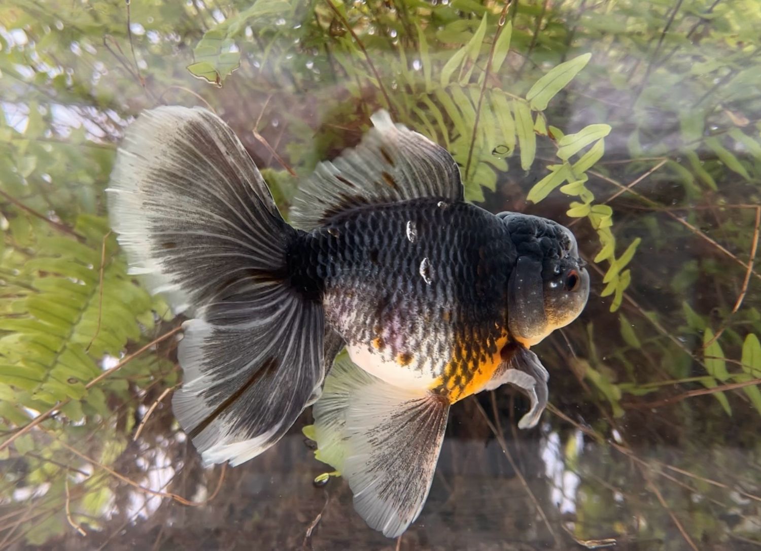 Kirin Rosetail Oranda (M, 6”) - Free Shipping