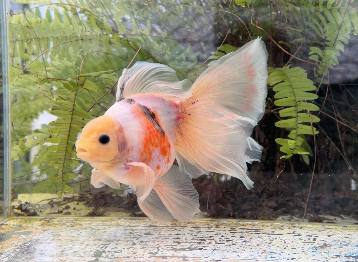 Tri-color Veiltail (M, 7.5”) - Free Shipping