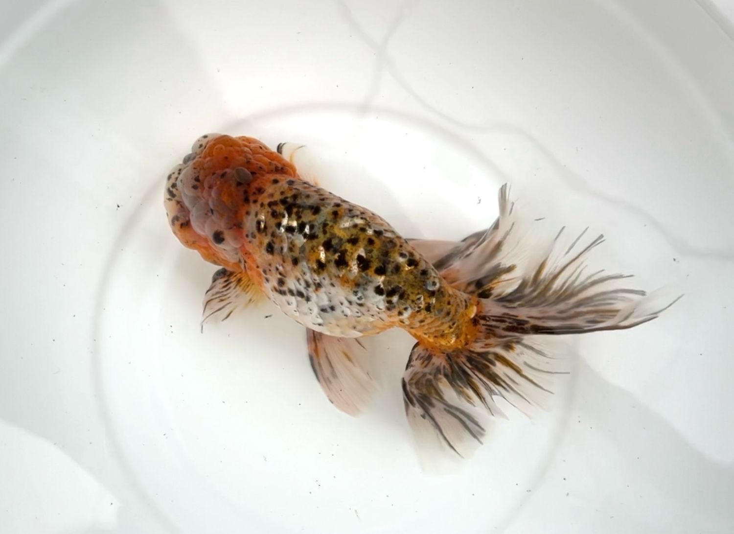 Silver Coin Calico Orchidtail Ranchu (M, 8”) - Free Shipping