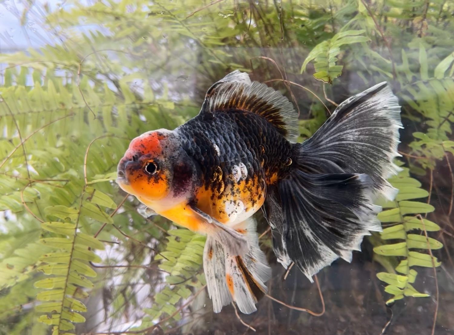 Kirin Rosetail Oranda (M, 6.25”) - Free Shipping
