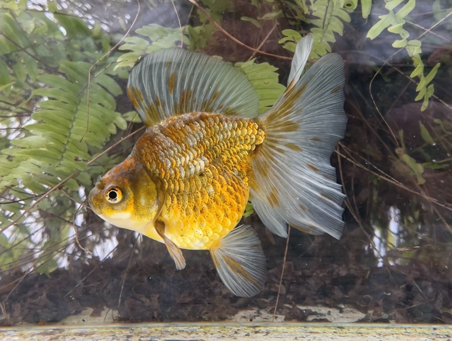 Blue And Green Broadtail Ryukin (F, 5”) - Free Shipping