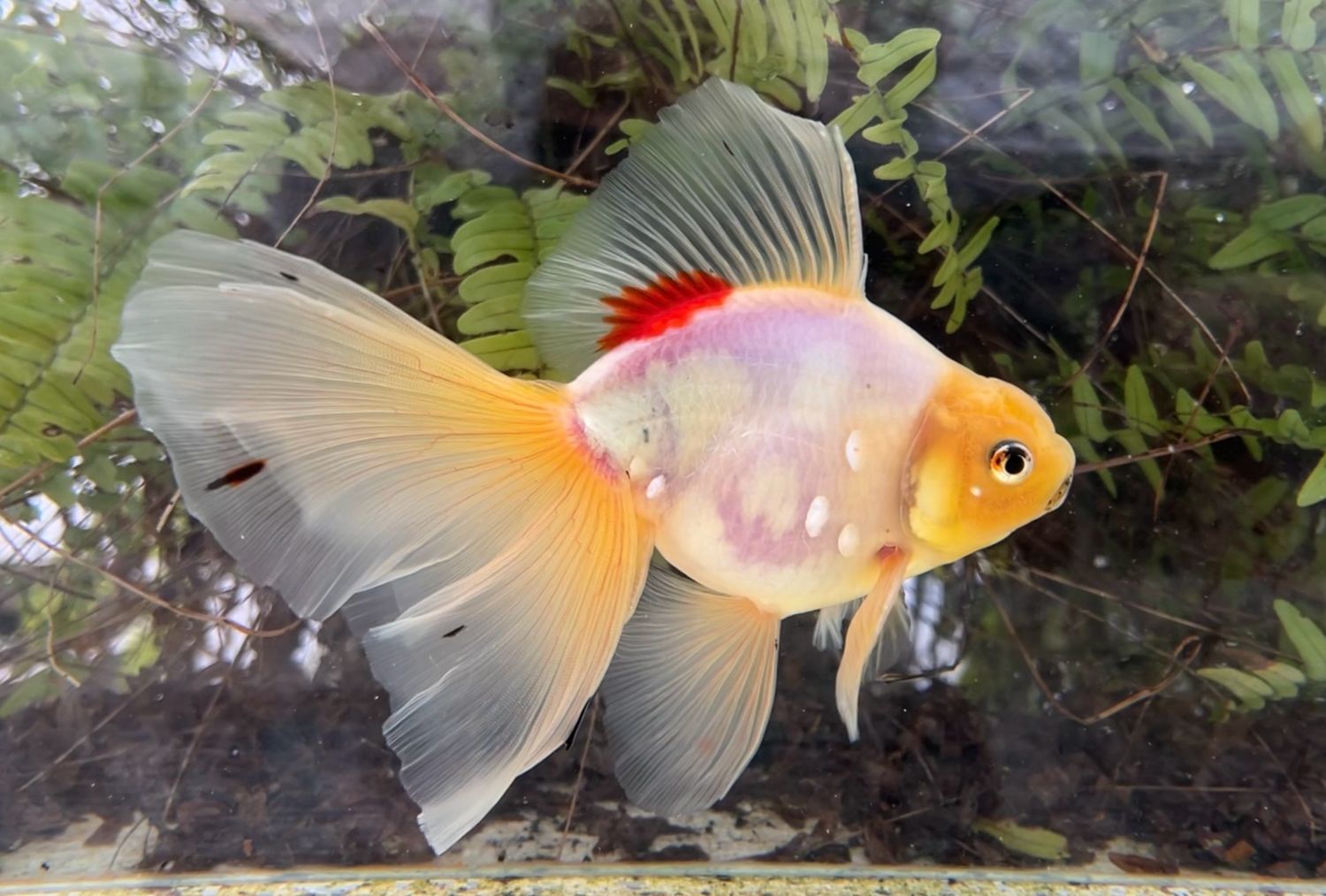 Sakura Veiltail (M, 6.75”) - Free Shipping