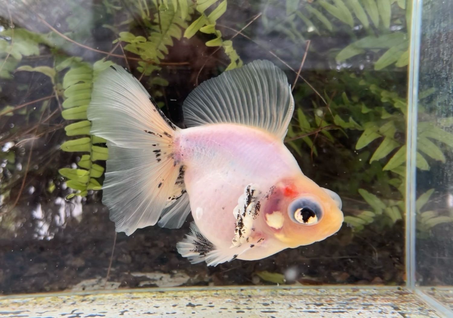 Black And White Deep Body Telescope Butterfly (F, 5.5”) - Free Shipping