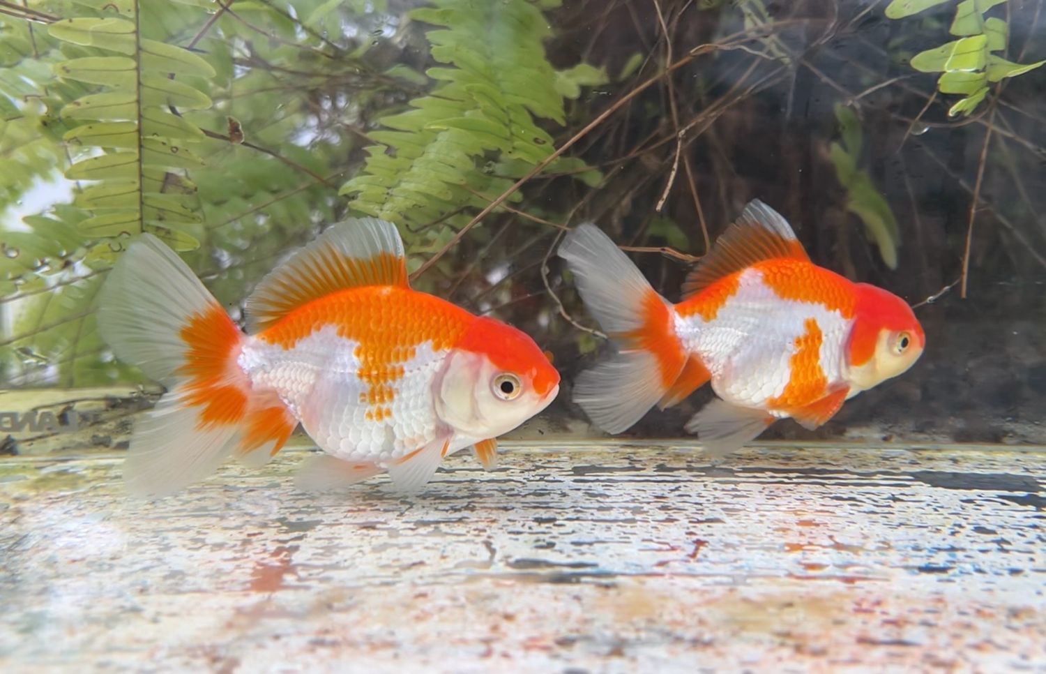 2 Pack Red And White Peonytail Orandas (M,F, 3.75 - 4”) - Free Shipping