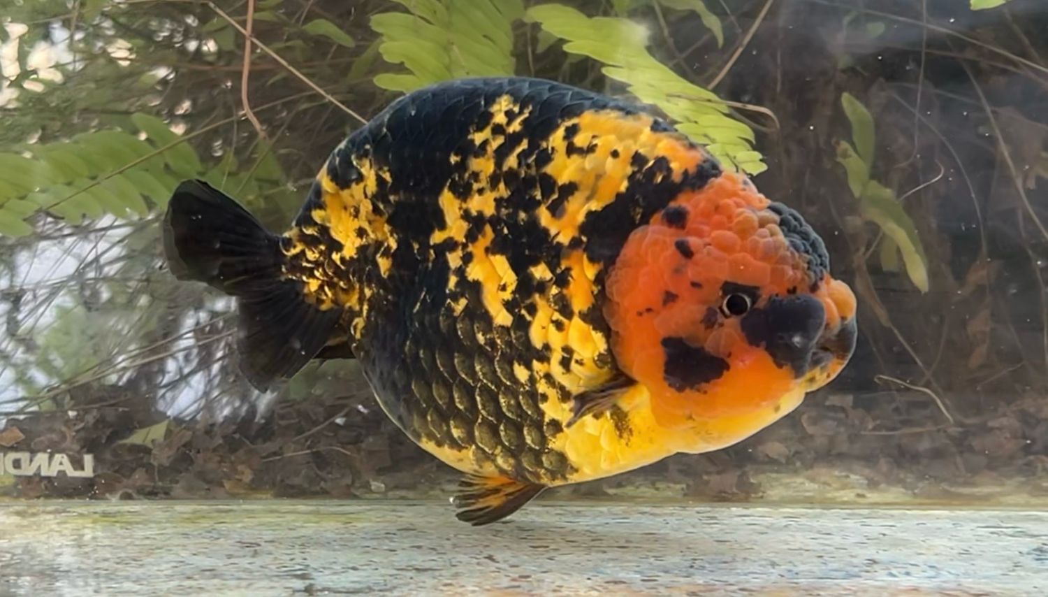 Tiger Yuanbao Ranchu (M, 6”) - Free Shipping