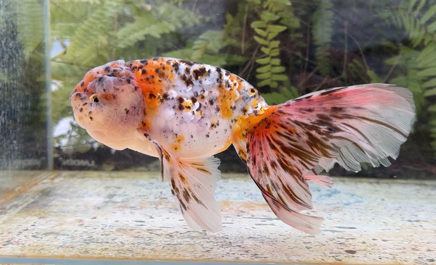 Calico Phoenixtail Ranchu (M, 7.5”) - Free Shipping