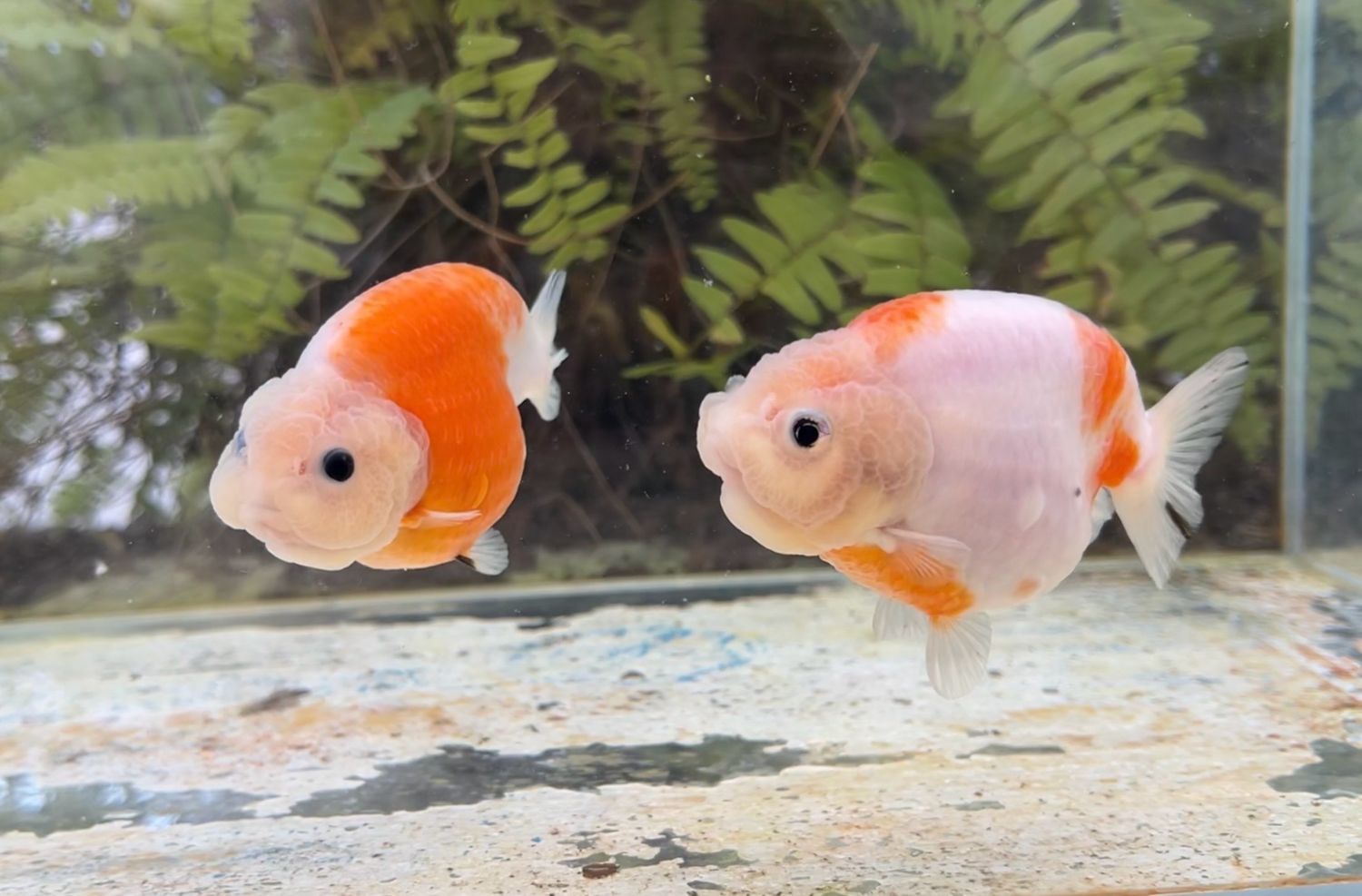 2 Pack Assorted Yuanbao Ranchu (3.75”) - Free Shipping