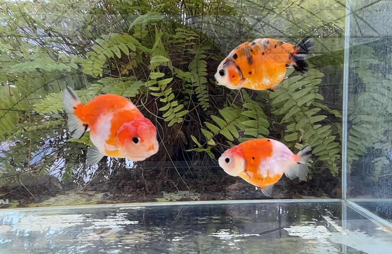 3 Pack Assorted Yuanbao Ranchus (3.25”) - Free Shipping