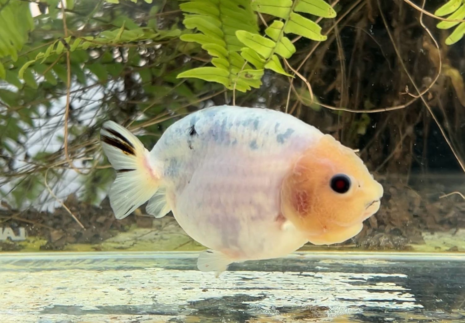 Blue Based Yuanbao Ranchu (3.75”) - Free Shipping