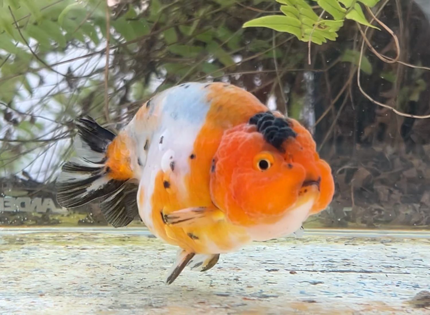 Calico Yuanbao Ranchu (4”) - Free Shipping