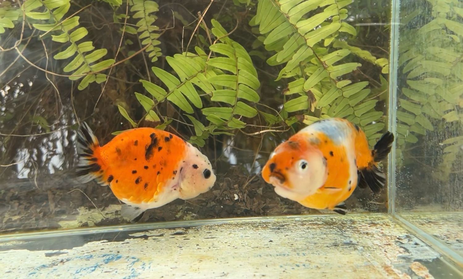 2 Pack Assorted Yuanbao Ranchus (3.5”) - Free Shipping