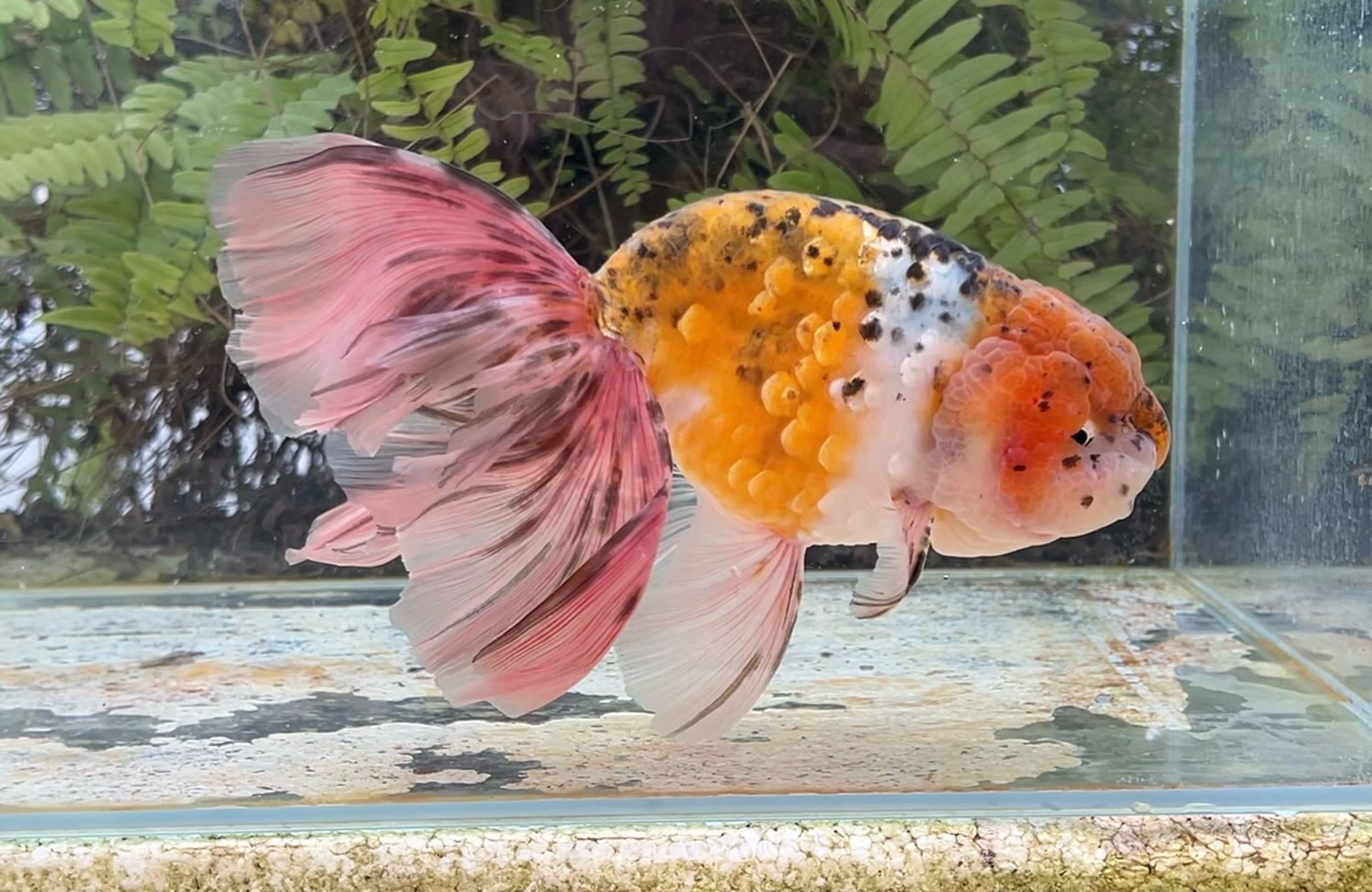 Calico Orchidtail Ranchu (M, 8”) - Free Shipping