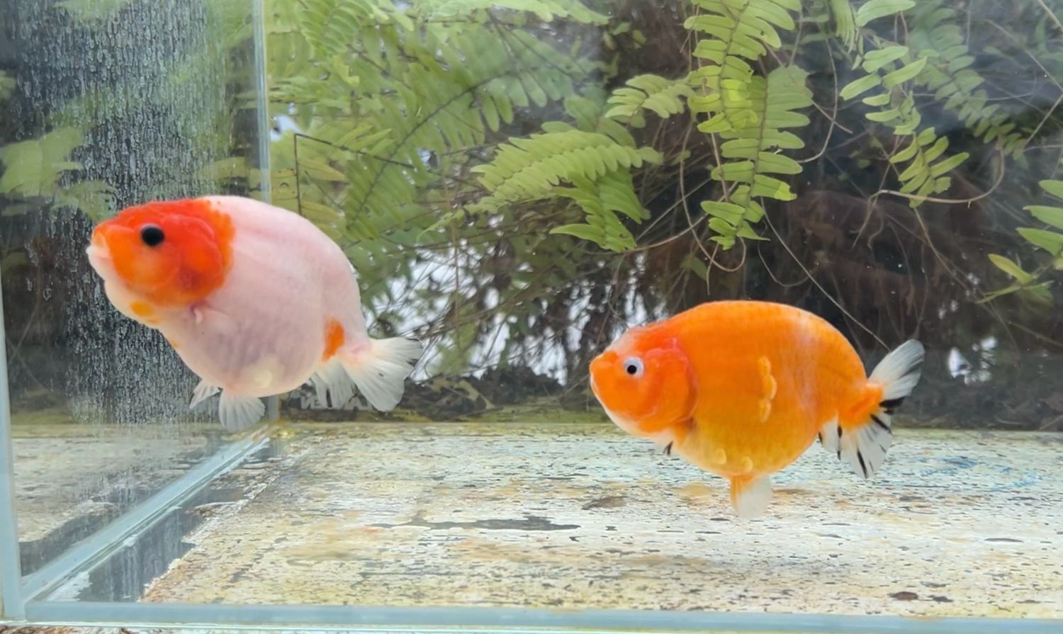 2 Pack Assorted Yuanbao Ranchus (3.25 - 3.5”) - Free Shipping