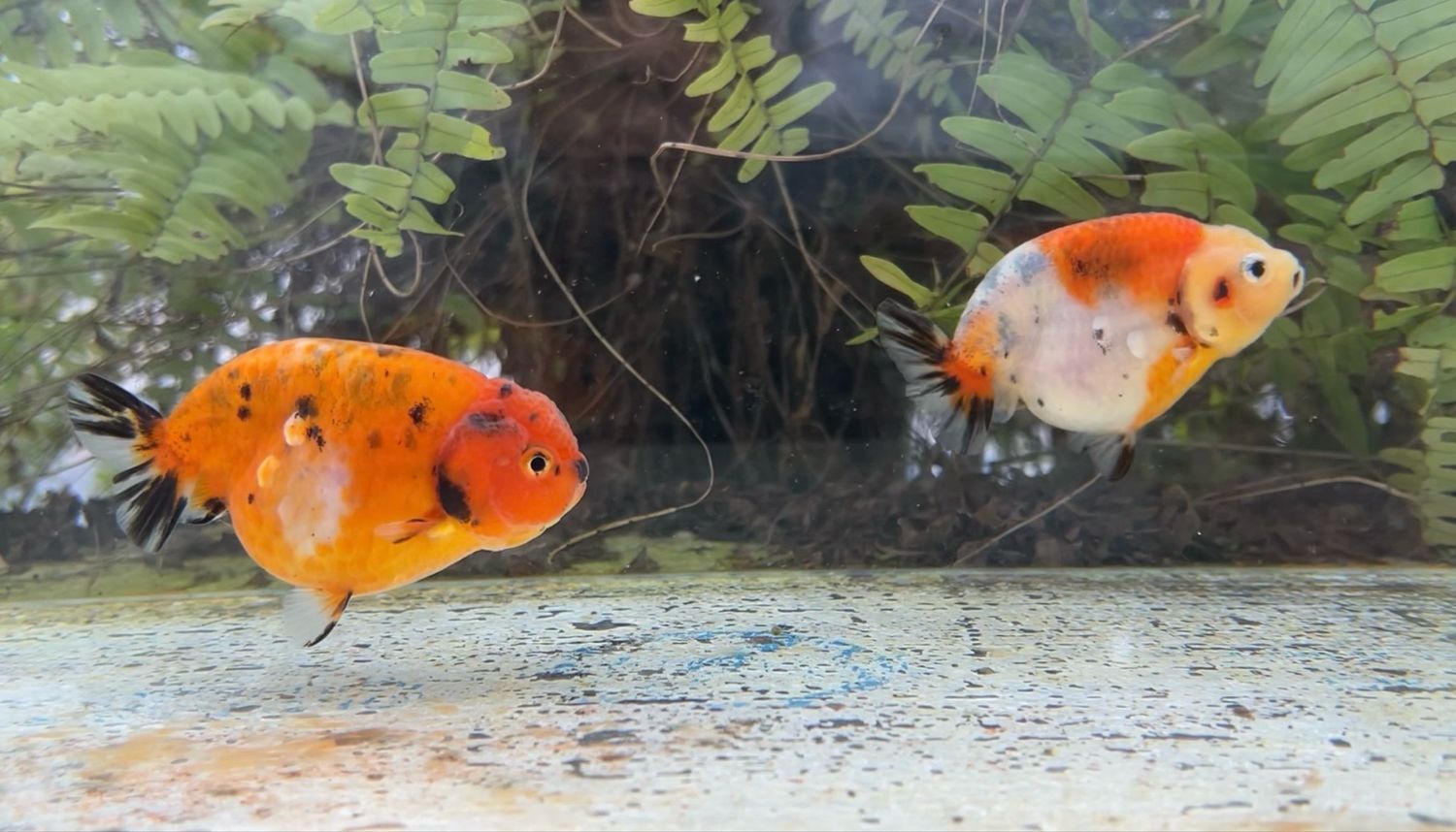 2 Pack Assorted Yuanbao Ranchus (3.25”) - Free Shipping